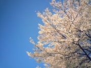2013-04-08の桜.jpg